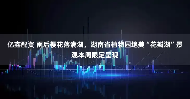 亿鑫配资 雨后樱花落满湖，湖南省植物园绝美“花瓣湖”景观本周限定呈现